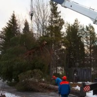 Sioux Falls Tree Service